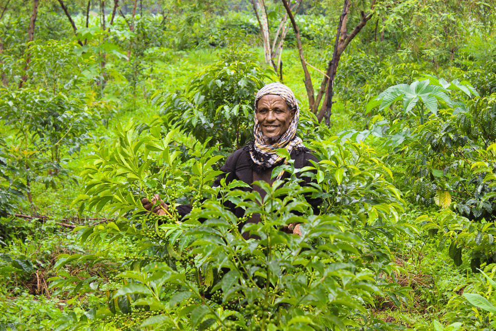ECFF - Environment and Coffee Forest Forum tweet media