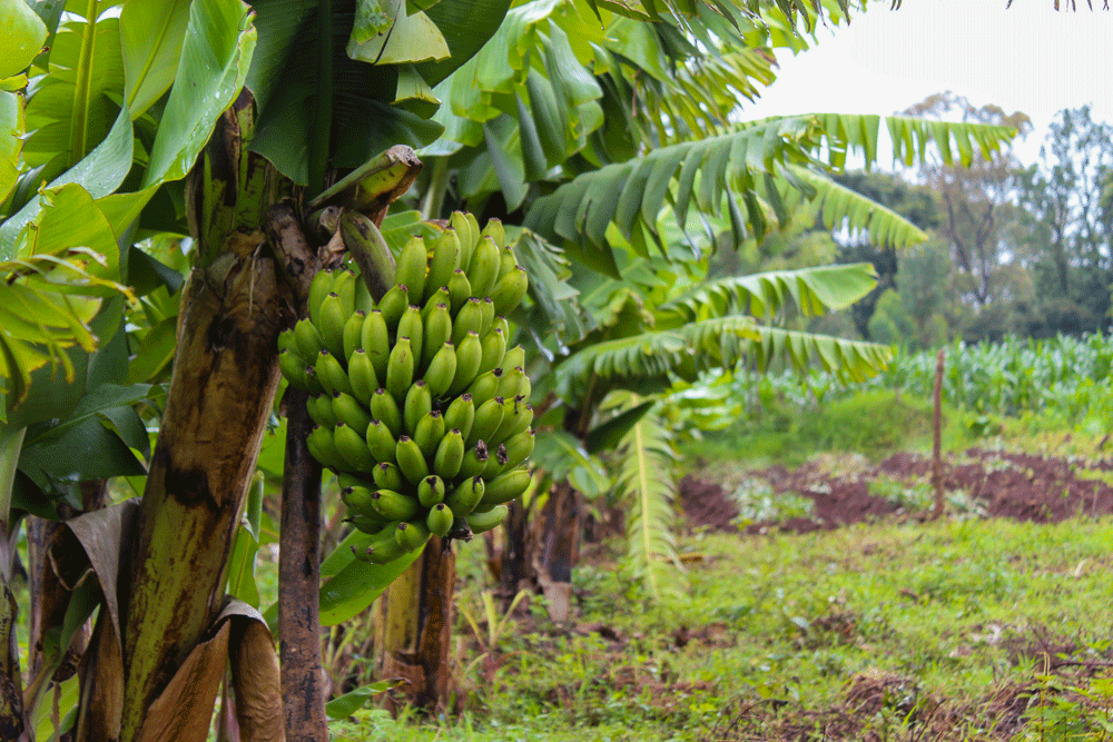 ECFF - Environment and Coffee Forest Forum tweet media