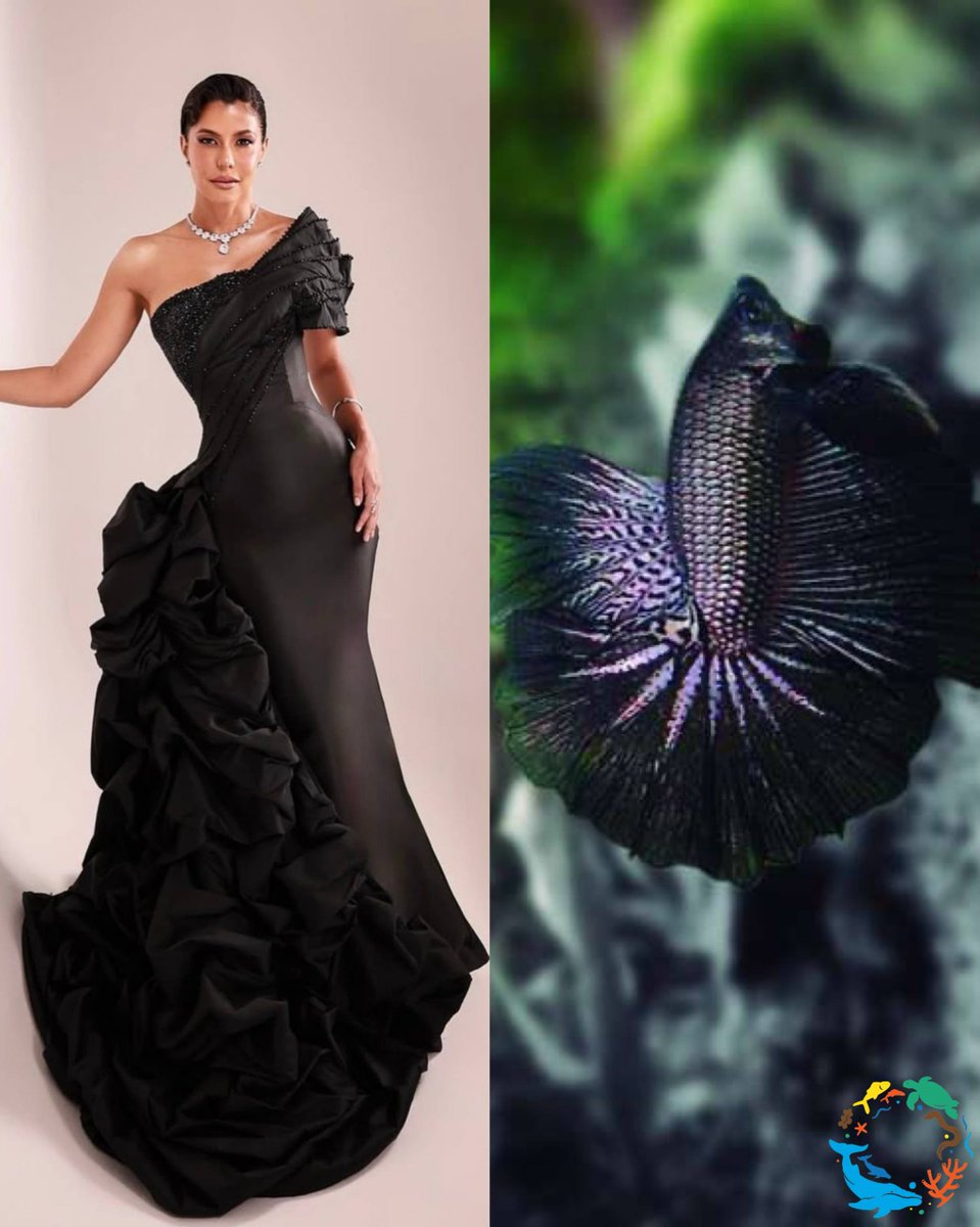 Acuario Nacional RD tweet media