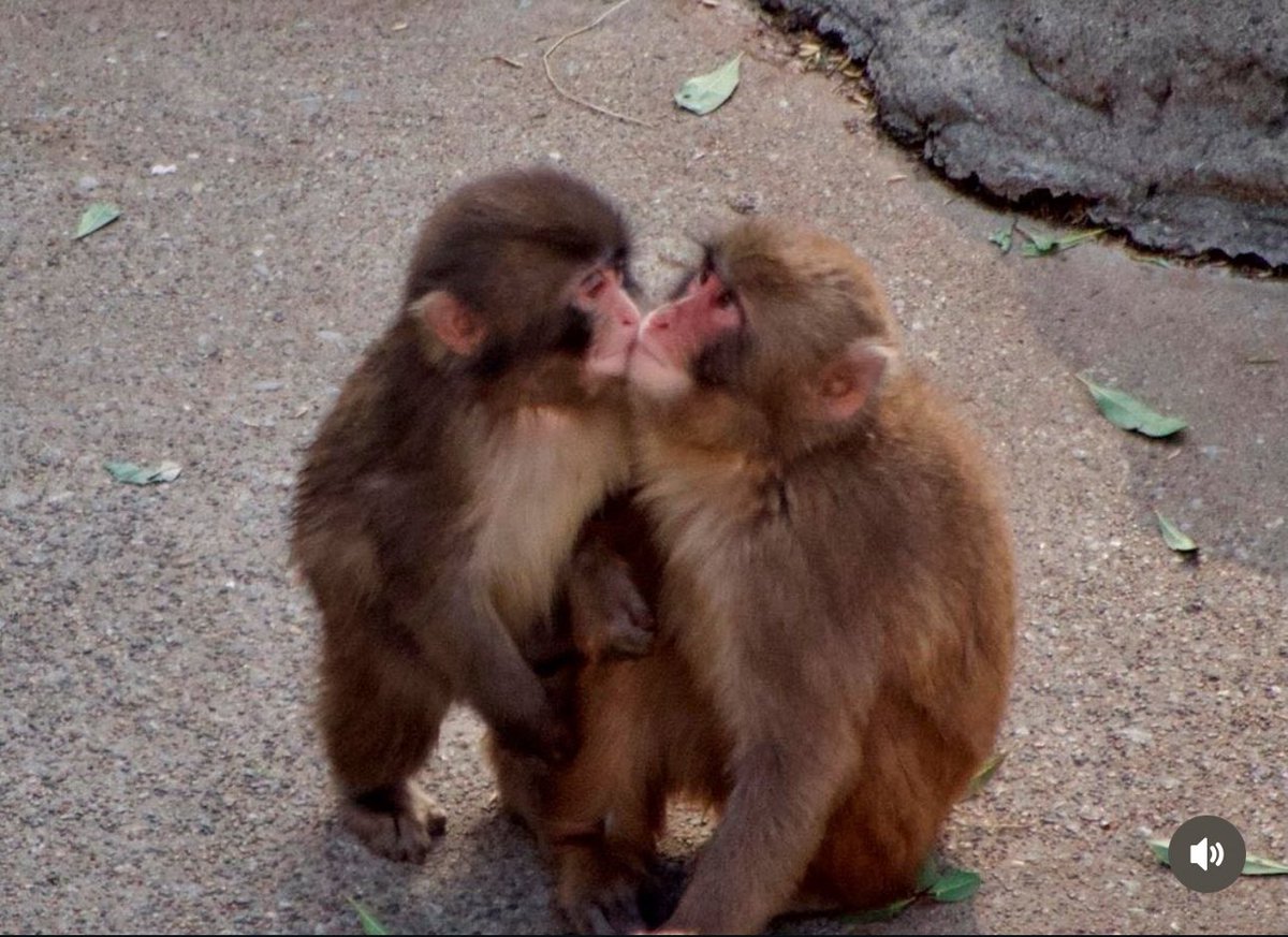 Hasta Punch ya consiguió novia y yo nada 🥲