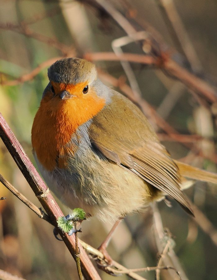 Ireland's Trees & Mythology tweet media