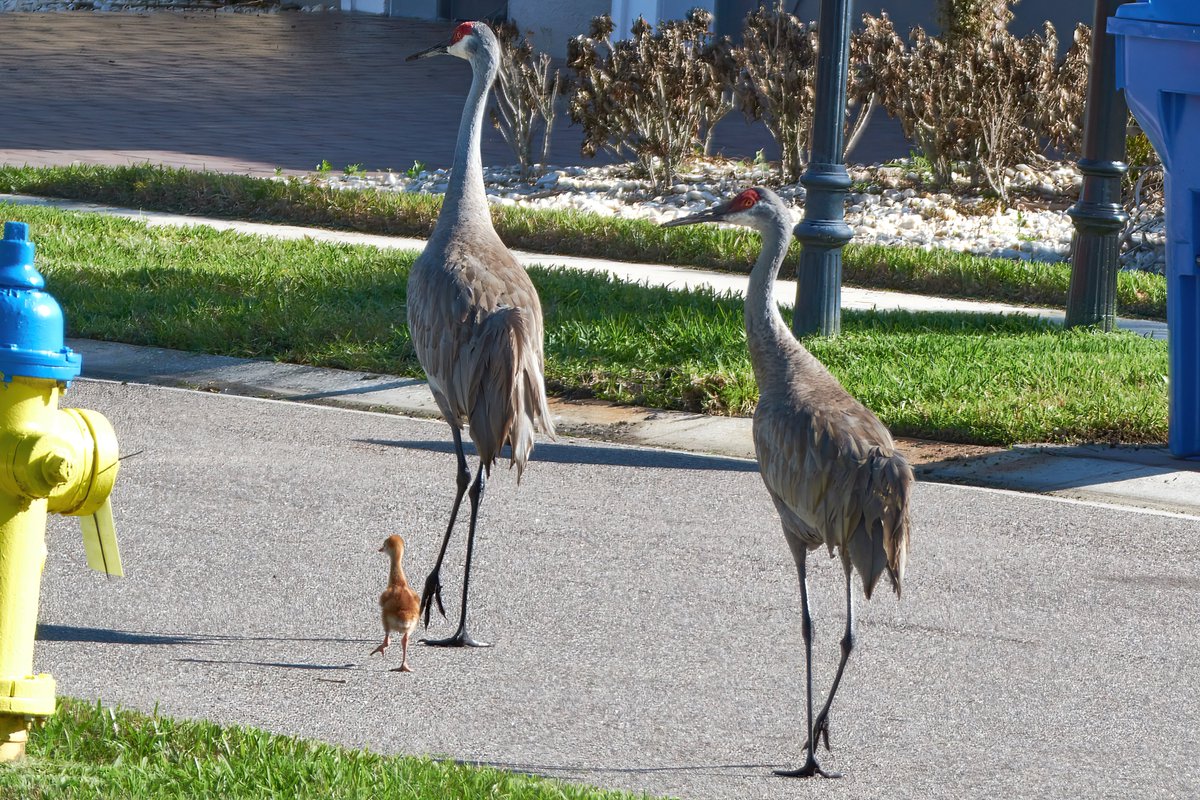 Al-E-Gator tweet media