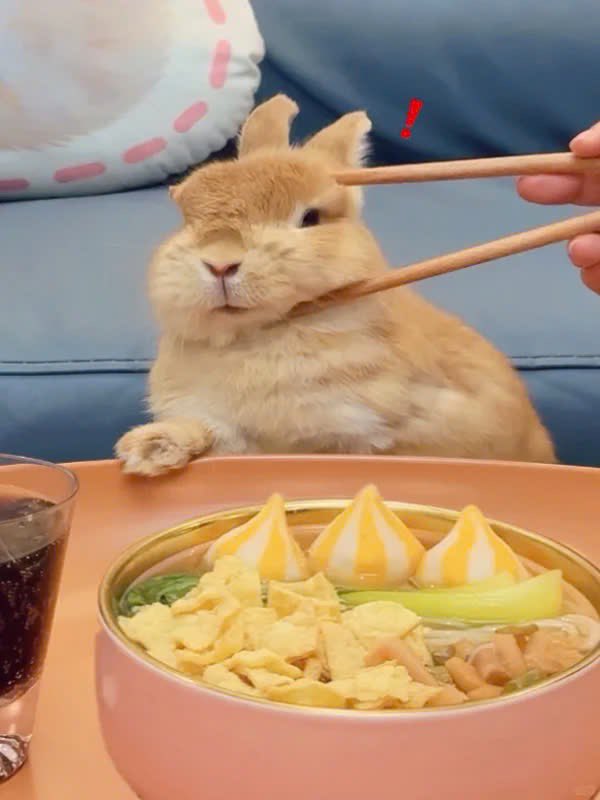 Why you should have a rabbit (@shouldhaverabit) on Twitter photo 