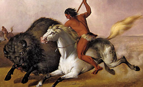 SamaHoole's tweet photo. In the mid-19th century, several of the Plains Indian nations were the tallest people on Earth.

This is the recorded observation of US Army medical officers, of naturalist explorers, of census-takers and of the anthropologist Franz Boas, whose extensive surveys of Indigenous populations in the late 19th century provide the most systematic data we have.

Bison-reliant men averaged approximately six feet in height, roughly an inch taller than bison-reliant women's male counterparts in non-bison nations, and substantially taller than European populations of the same period.

The Lakota, the Cheyenne, the Comanche, the Blackfoot: these were not small people. They were physically exceptional by the standards of any population anywhere in the world at that time. Army officers who encountered them in the Plains Wars described them repeatedly, with a combination of professional admiration and considerable personal alarm, as among the most physically impressive individuals they had ever seen.

The reason is not genetic.

The reason is bison.

A Plains Indian diet built around bison was one of the most nutritionally complete diets available to any human population on Earth in the 19th century. Fresh meat. Organ meat, liver eaten raw and warm from the kill, heart, kidney, brain, all consumed immediately. 

Bone marrow, cracked and extracted, calorically the densest food available in nature. Fat, bison are not lean animals; a mature bull in peak autumn condition carries enormous fat reserves, particularly in the hump and around the organs. Pemmican, made from dried meat pounded with rendered fat and dried berries, was the shelf-stable concentrated nutrition that sustained winter and travel.

Protein. Fat. Fat-soluble vitamins A, D, E, K in the organs. Iron in the blood. Zinc in the meat. Omega-3 fatty acids from grass-fed ruminant tissue. B12. Creatine.

Everything the human body requires to reach its genetic height potential, present and bioavailable, in a package that required no processing, no supplementation, no fortification programme.

The Boas data is unambiguous. When the bison disappeared, the heights fell. The generation born after the slaughter was significantly shorter than the generation born before it. The same genetic stock, the same landscape, a different food supply: and the bodies recorded the change within a single generation.

This is not complicated.

This is protein and fat availability, written in bones, across a century.

The US government killed the food supply.

The people who had eaten it got shorter.

And then the same government's agricultural extension services arrived on the reservations with grain rations and flour and the suggestion that the former bison hunters should become wheat farmers.

The wheat farmers.

On the plains that the bison had managed for ten thousand years.

The plains that turned to dust within fifty years of the bison leaving them.

There is no version of this story that makes the people who planned it look good.