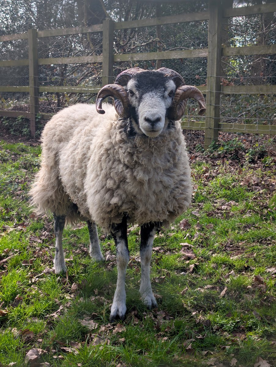 Mercian Regiment tweet media