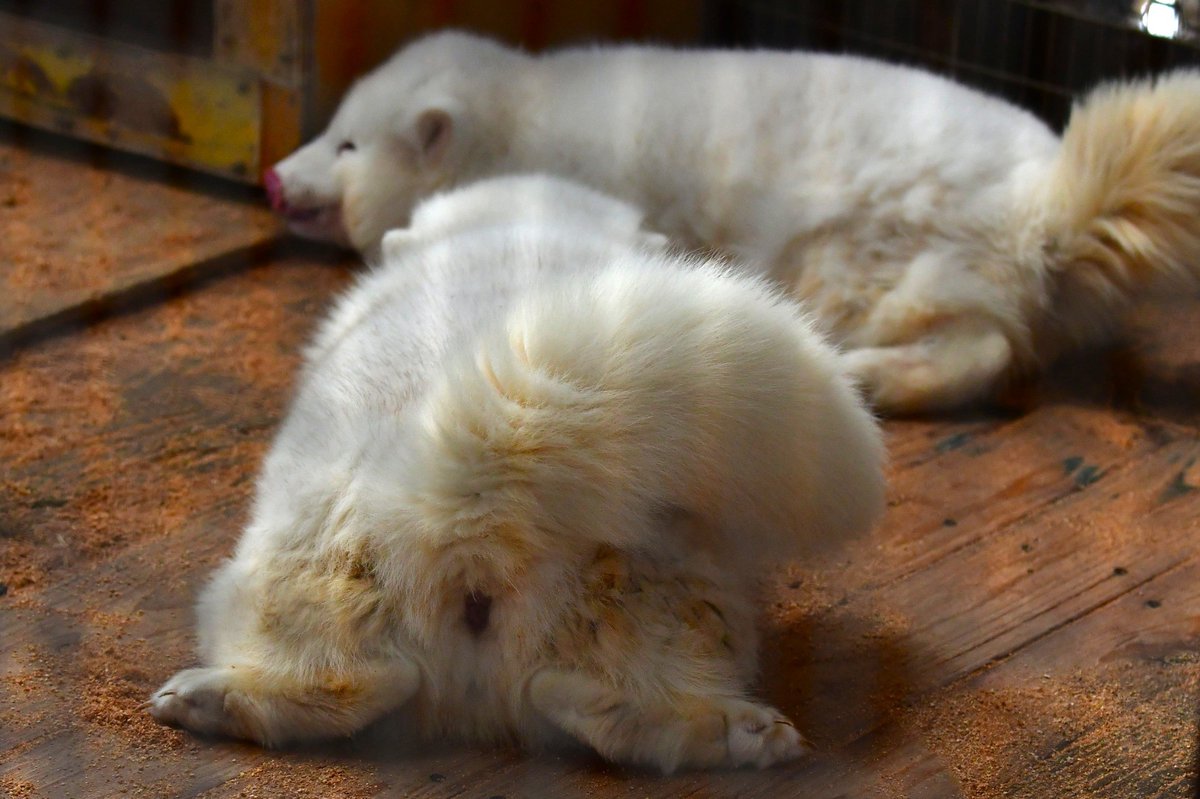 🏝もかちーの🦊 tweet media