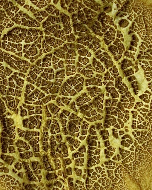 Joelle LB tweet media