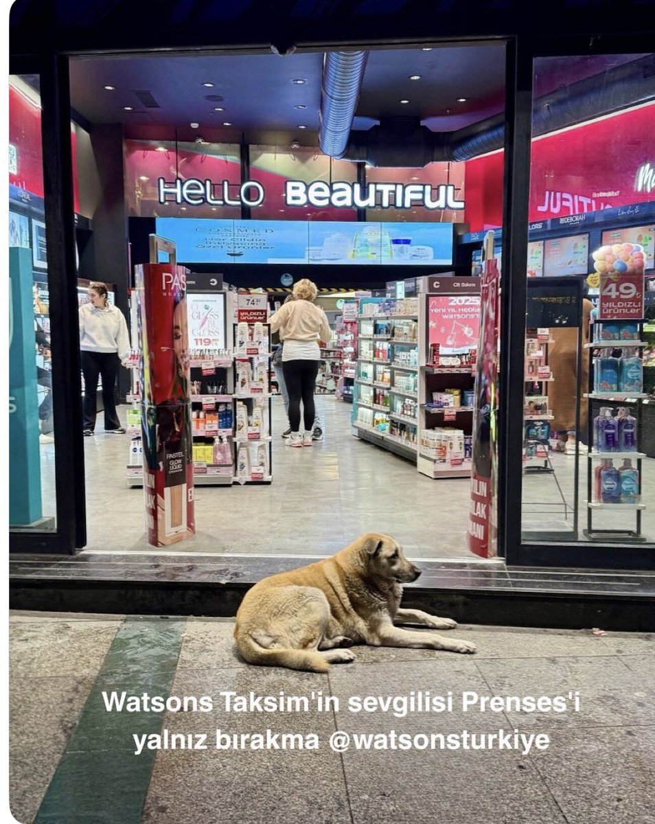 On yedi senedir Cihangir’de normal bir apartman dairesinde oturuyorum. Öyle korunaklı siteler, güvenlikler yok. Sadece bir apartman görevlimiz var. Haftanın en az iki üç günü Taksim’de Watsons’ın önünden geçiyorum ve yıllardır orada yatan Prenses’i görürüm. Yaşlı, kimseye zararı