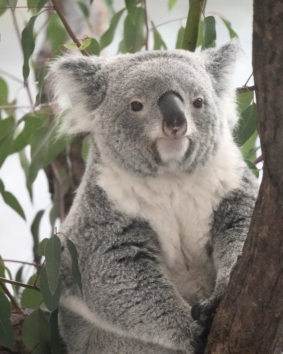 wony_koalove's tweet image. スーパーキュートあずちゃんでおやすみなさい😌

2025.10.18

#コアラ #koala #多摩動物公園 #あずま