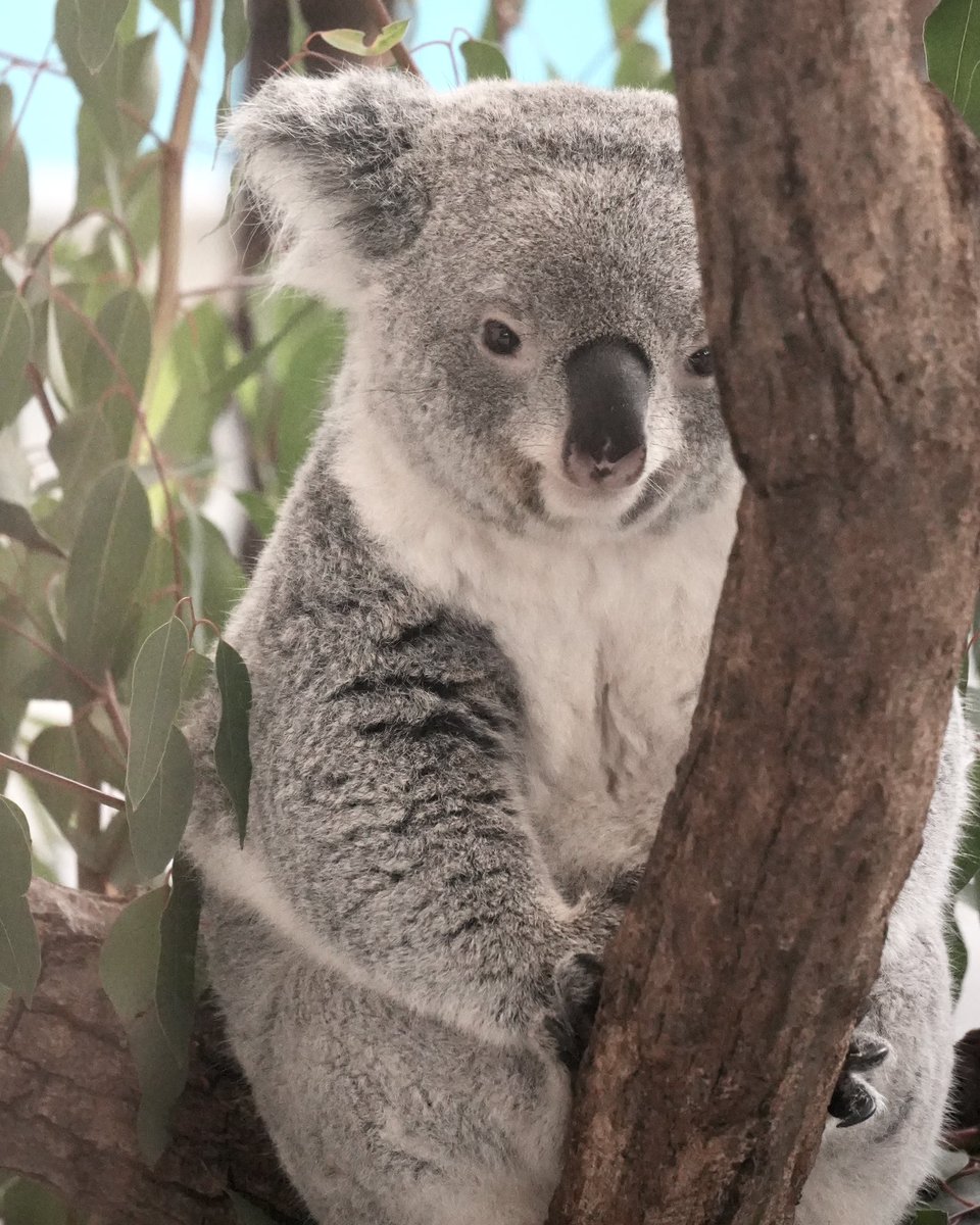 wony_koalove's tweet image. スーパーキュートあずちゃんでおやすみなさい😌

2025.10.18

#コアラ #koala #多摩動物公園 #あずま