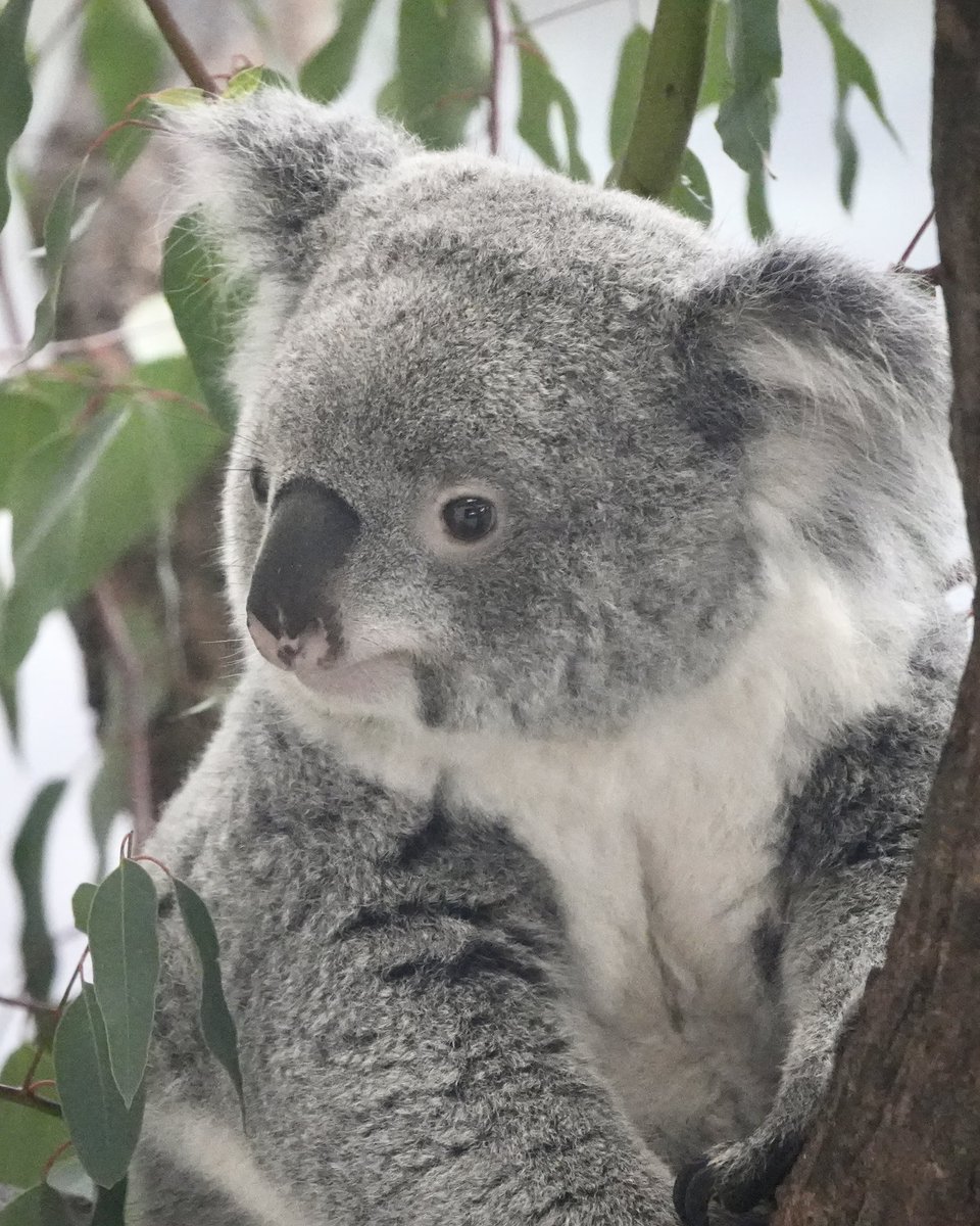 wony_koalove's tweet image. スーパーキュートあずちゃんでおやすみなさい😌

2025.10.18

#コアラ #koala #多摩動物公園 #あずま