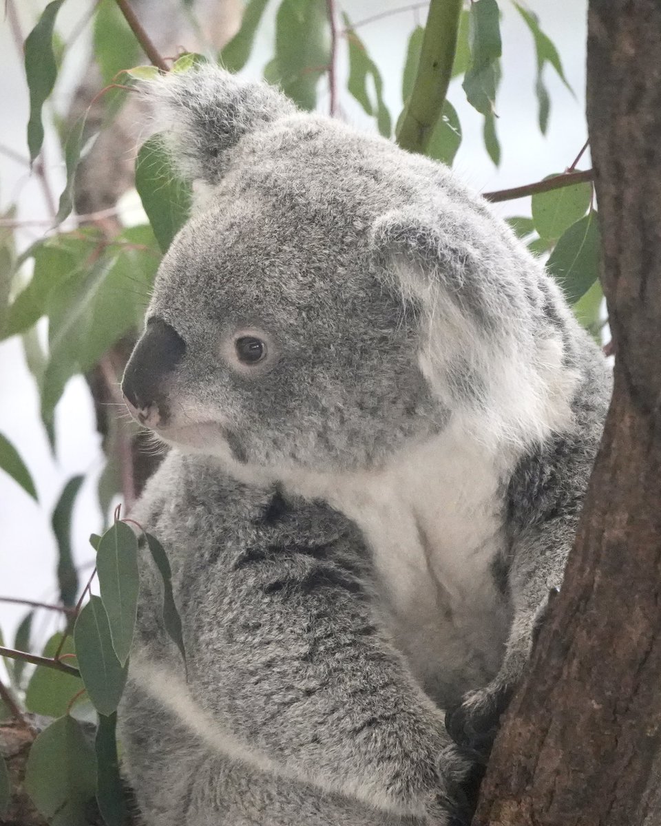 wony_koalove's tweet image. スーパーキュートあずちゃんでおやすみなさい😌

2025.10.18

#コアラ #koala #多摩動物公園 #あずま