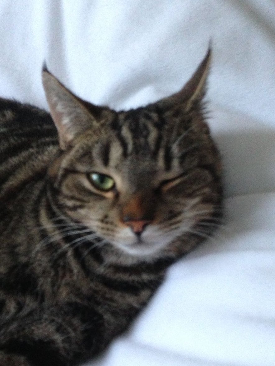 송은석 고양이 tweet media