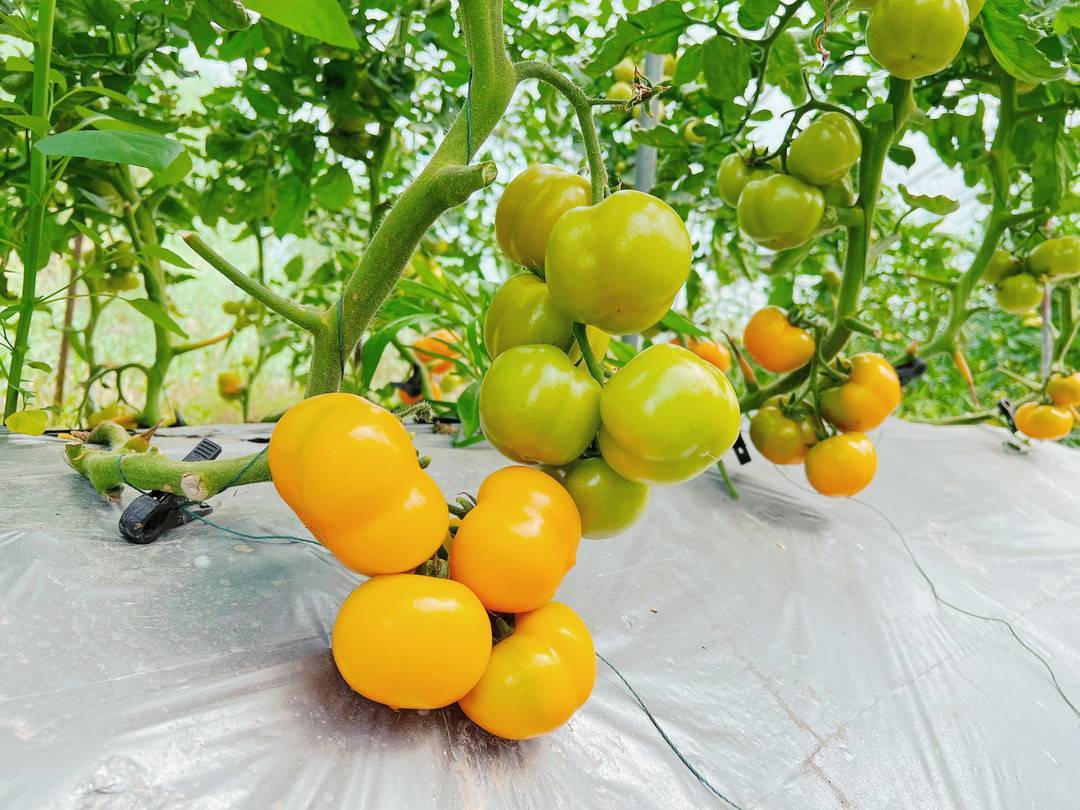 dearshane tweet media