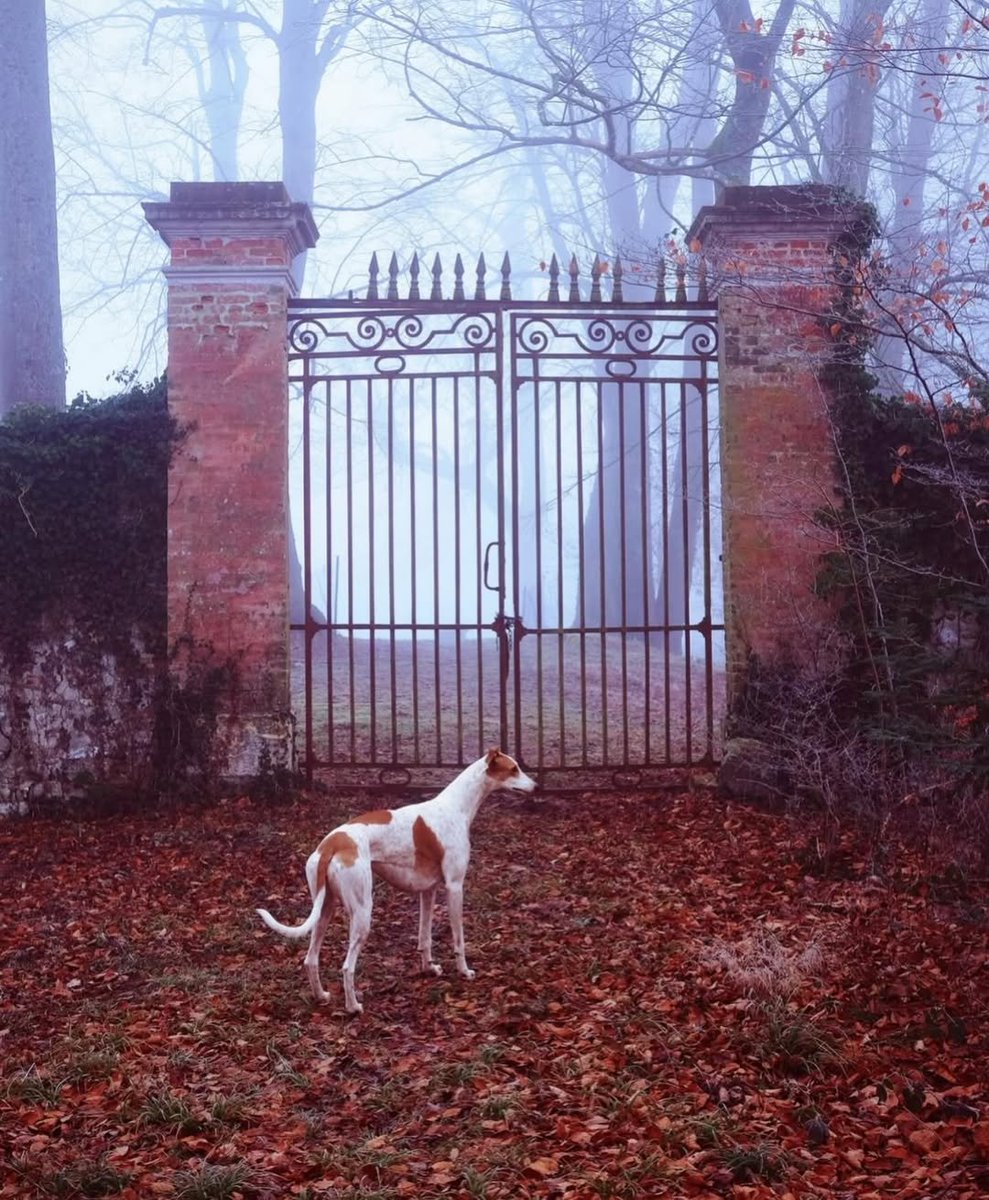 Hyperion tweet media