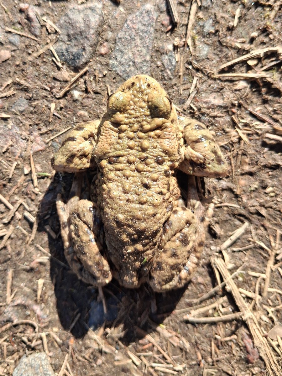 Jeanette Hall - ask me about woods 🌳 and newts 🦎 tweet media