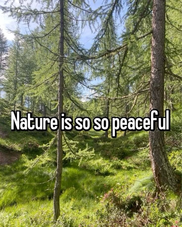 Mountain Cabins tweet media