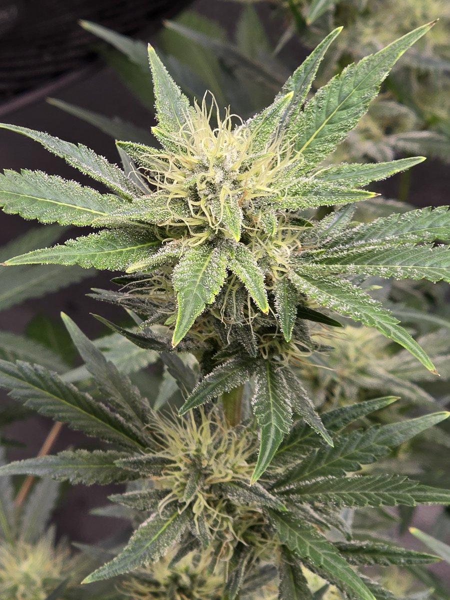 Down South Grow tweet media