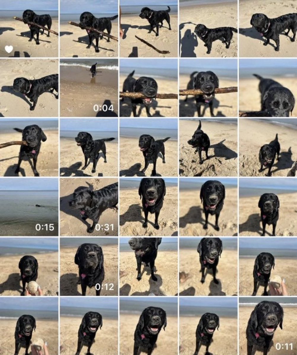 Puppies 🐶 tweet media