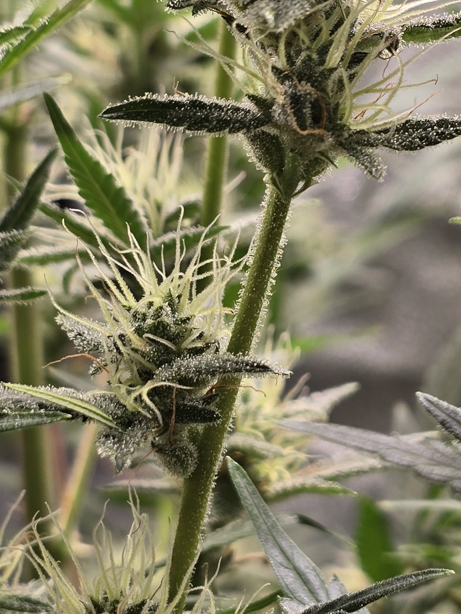 Down South Grow tweet media