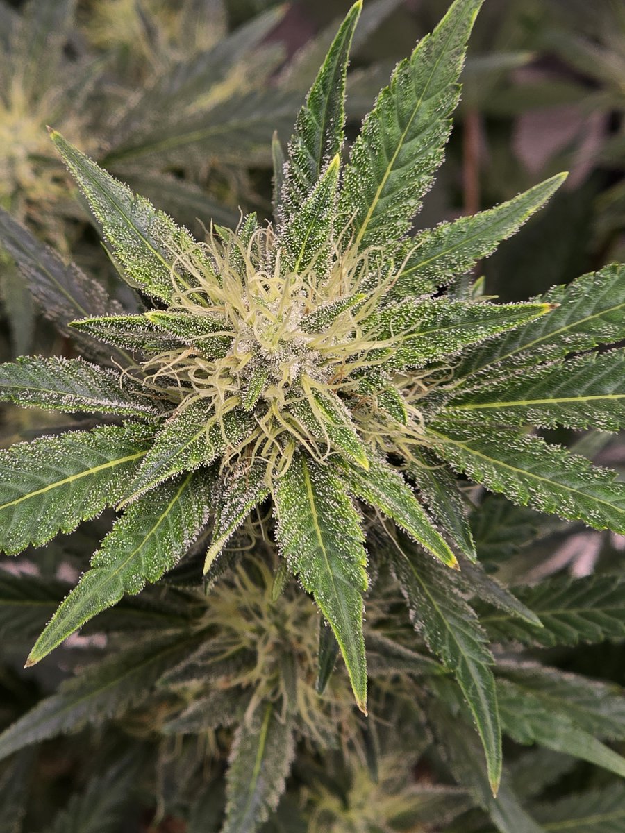 Down South Grow tweet media