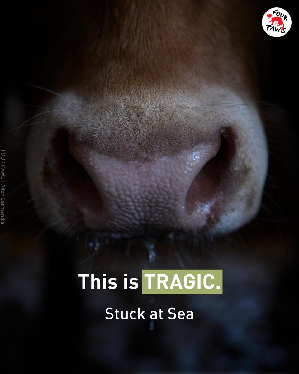 FOUR PAWS International tweet media