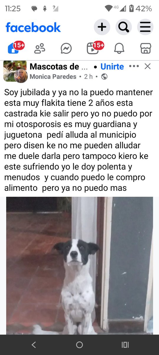 MIS AMIGOS DE 4 PATAS :) tweet media