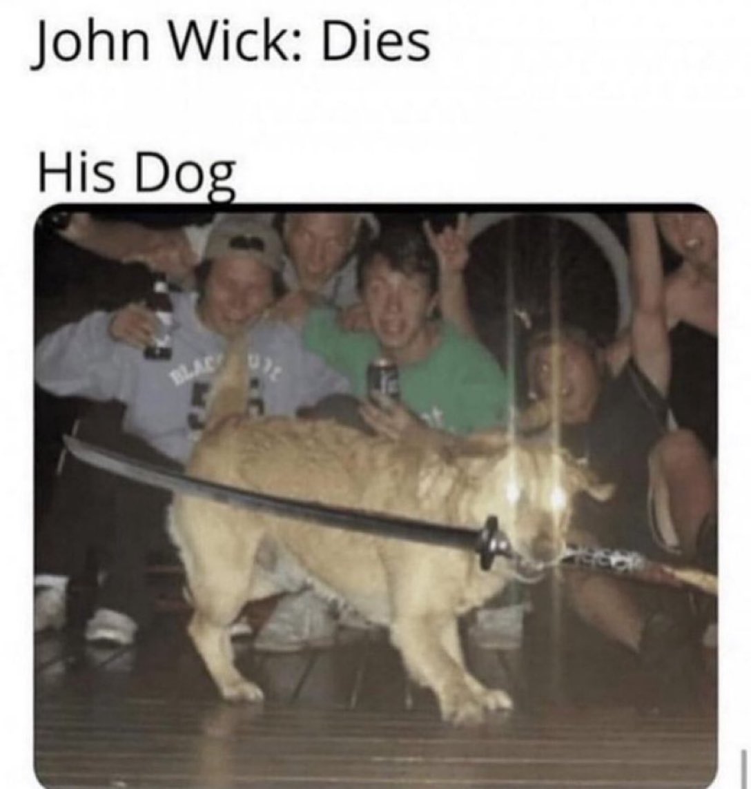 Puppies 🐶 tweet media