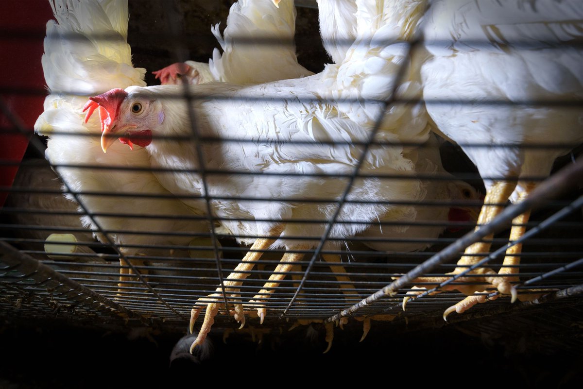 Egg-Truth tweet media