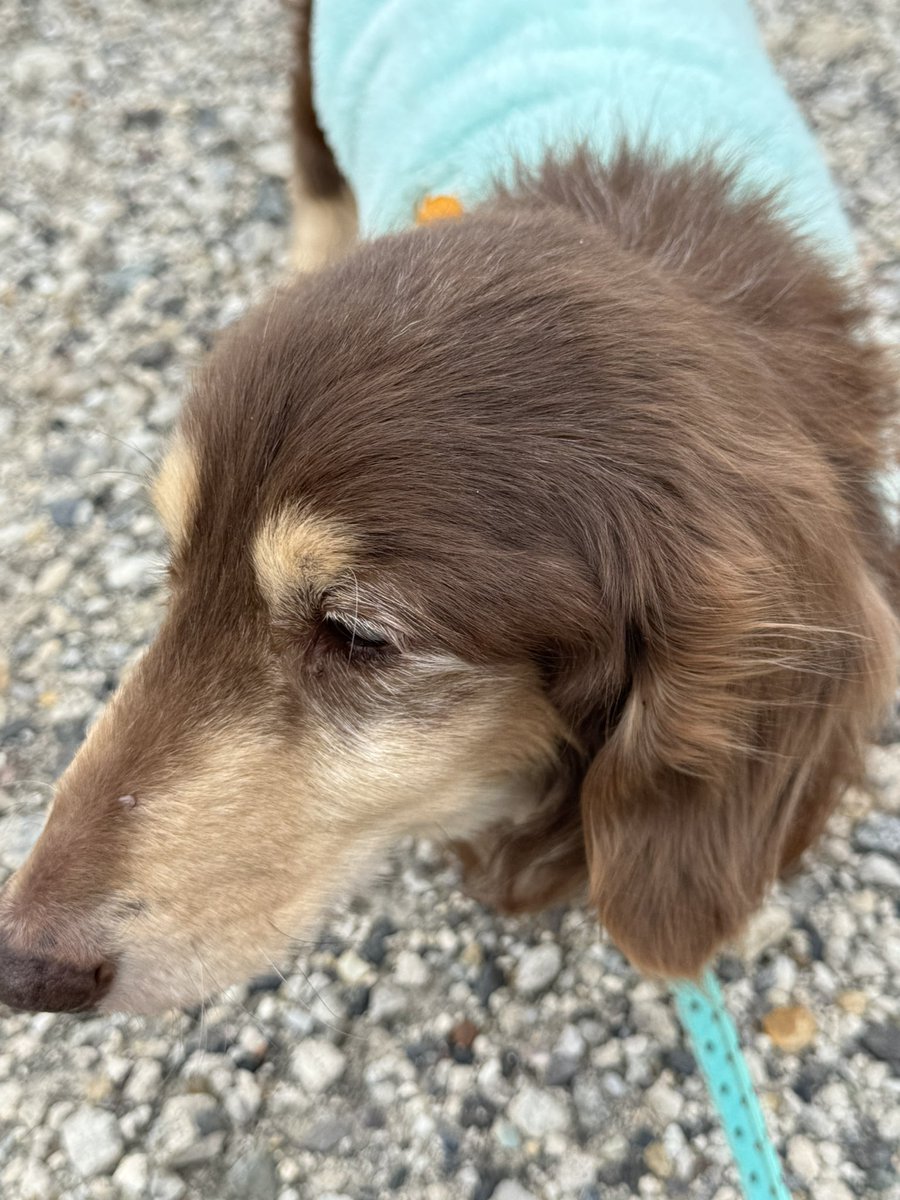 姫川明輝/四天神狼展示終了感謝！ tweet media