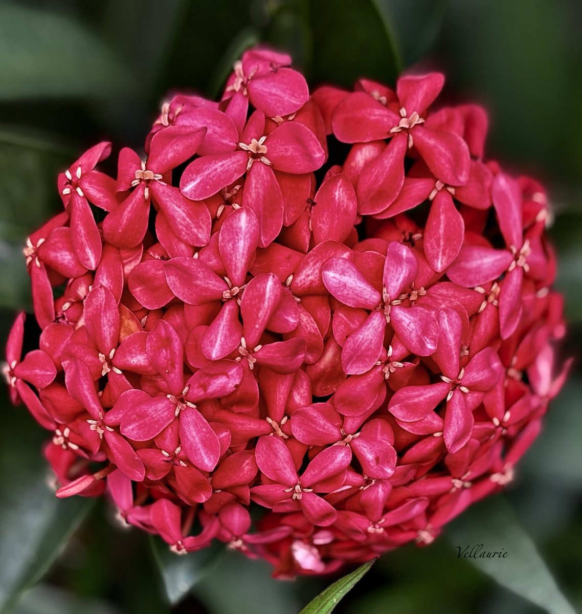 VijayEllaurie's tweet image. Happy #ThankfulThursday 🕊️ "As we express our gratitude,we must never forget that the highest appreciation is not to utter words, but to live by them…and remembering always that Gratitude is the memory of the heart." #gratitude #thankfulness #kindness #contentment #mindfulness