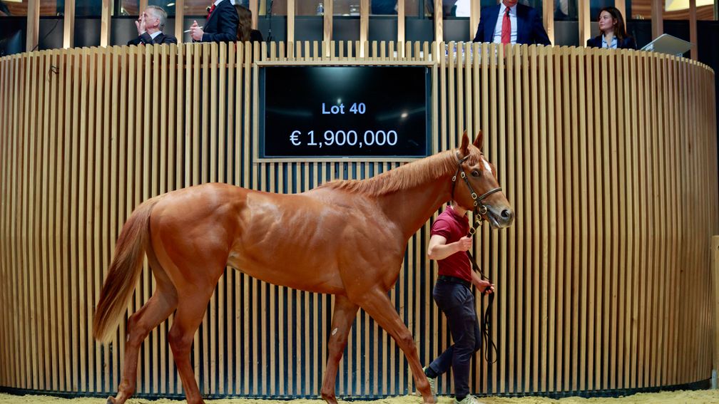 Racing Post Bloodstock tweet media