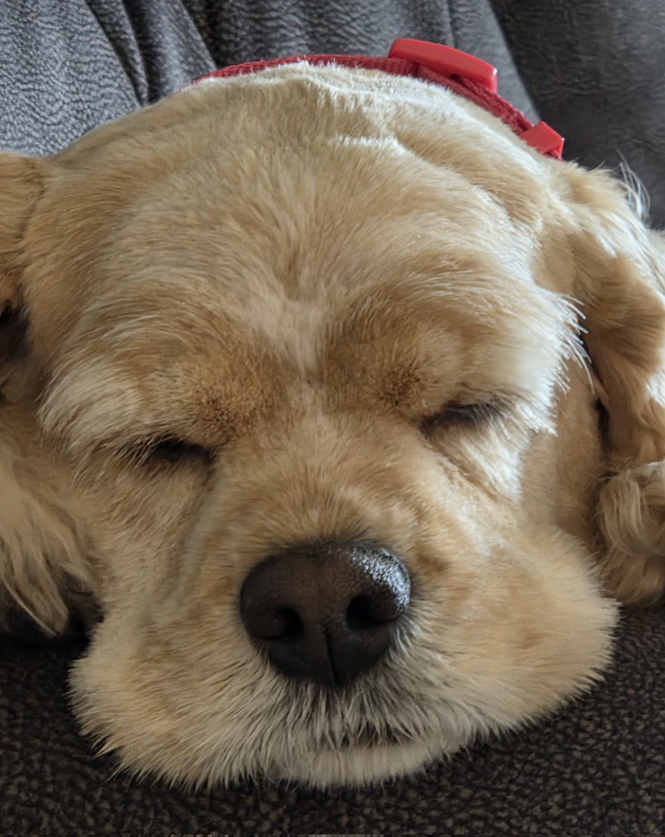 Jeff Peterson tweet media