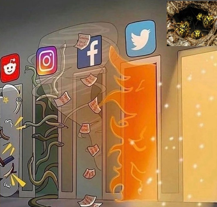 320,000,000 Yellow Jacket Wasps tweet media