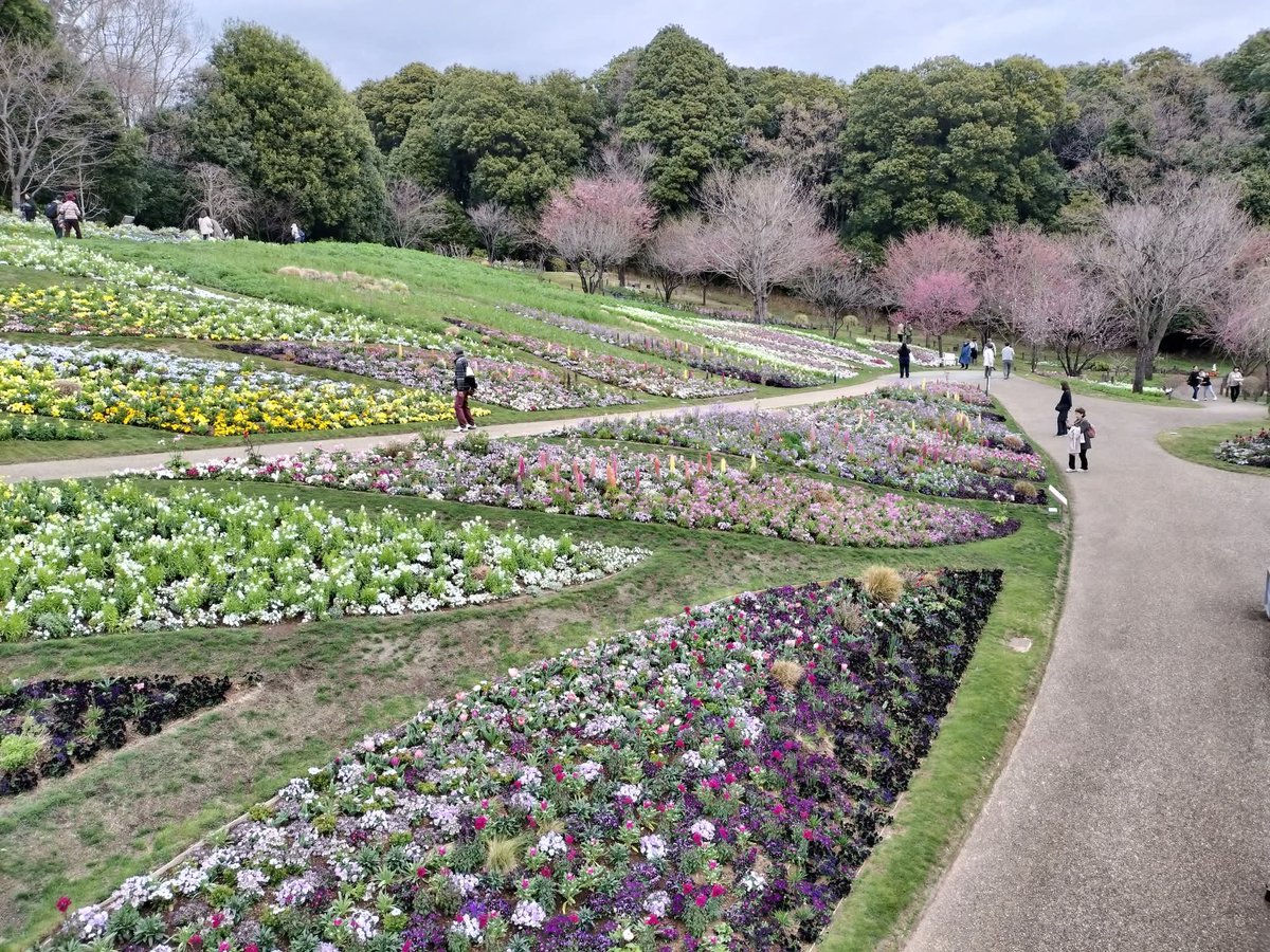 subuta2525's tweet photo. 里山ガーデン初日 
ゆっくり楽しめました

これからの成長を見るのが楽しみめす

ソメイヨシノにナナフシベイビーがいました
威嚇してきたのでちょっかい出してきました

菜の花はまだまだ
桜満開まで あと1週間ぐらいかな
 #ガーデンネックレス  #横浜  #ズーラシア https://t.co/u1IvGmx7ir