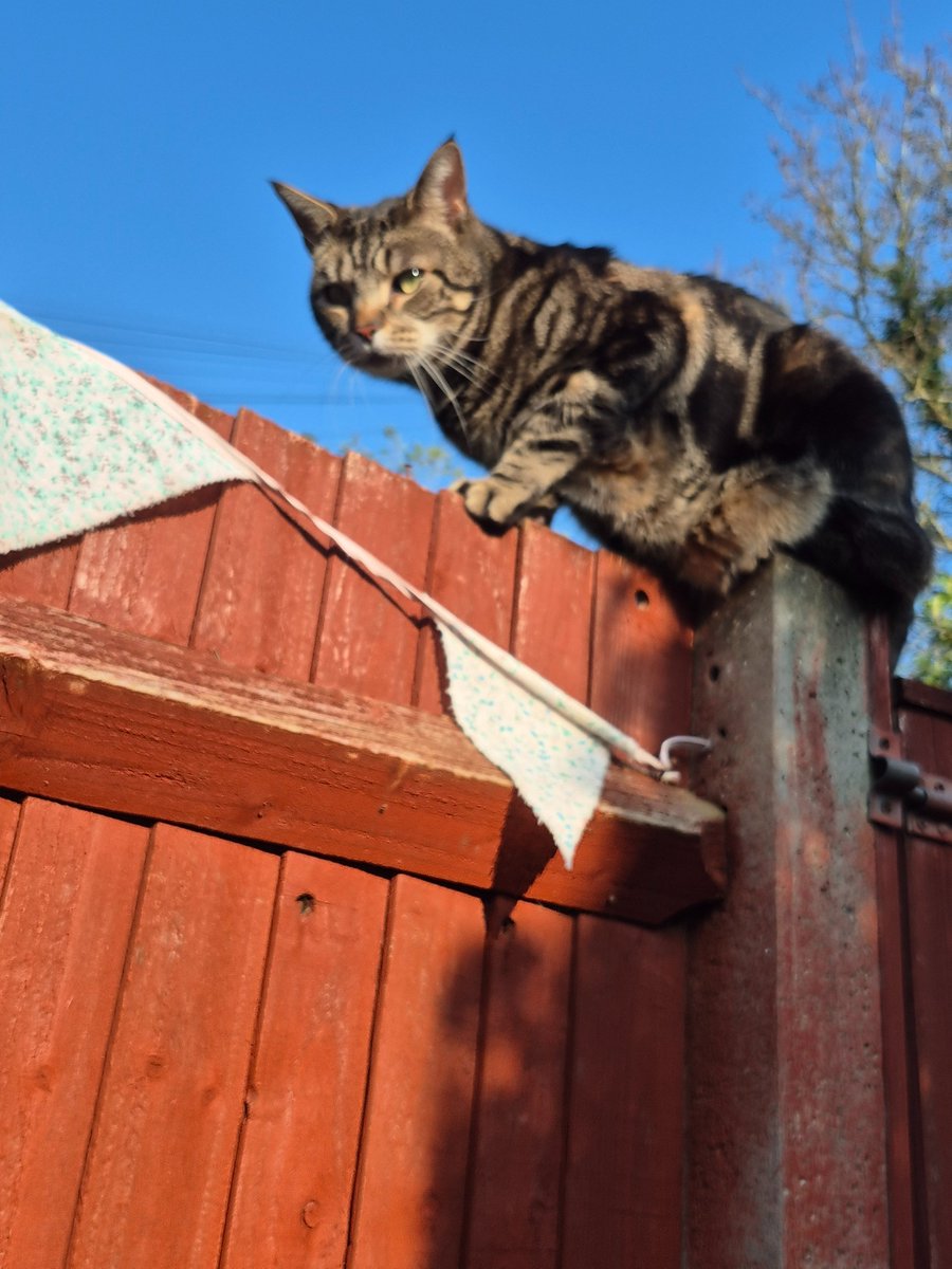 danger mouse tweet media