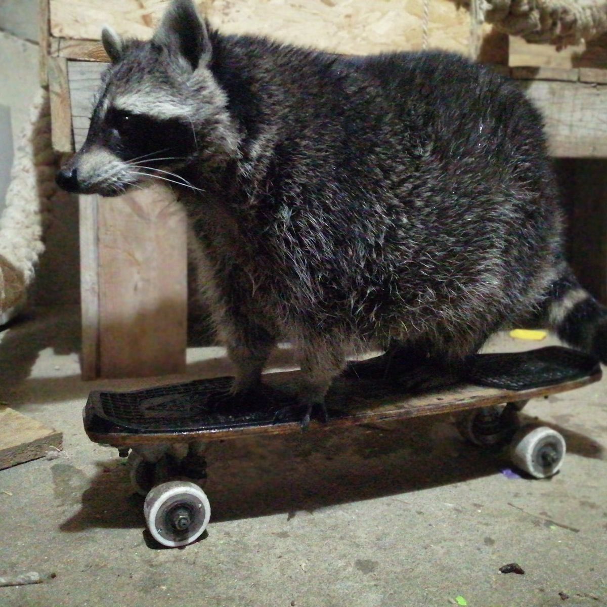 RocketRaccoonEnthusiast tweet media