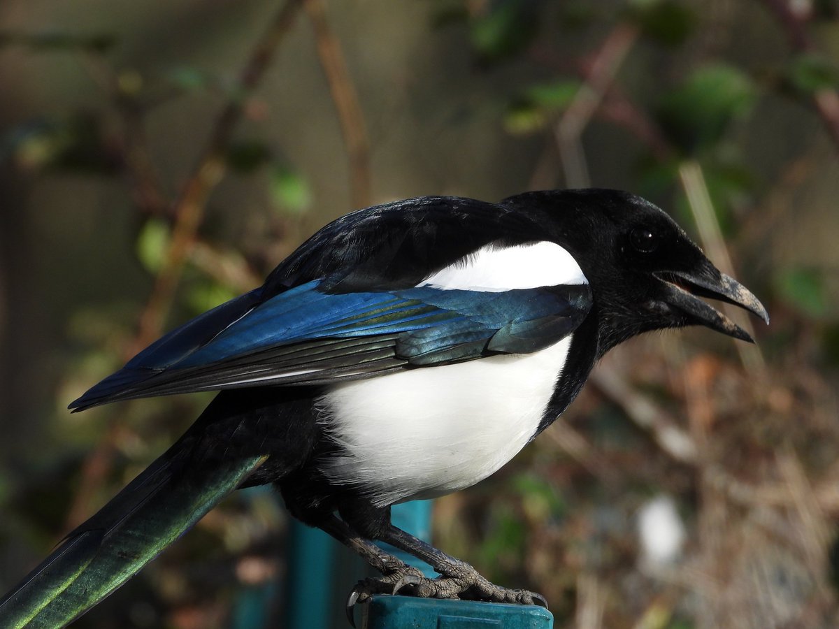 Bwarropics tweet media