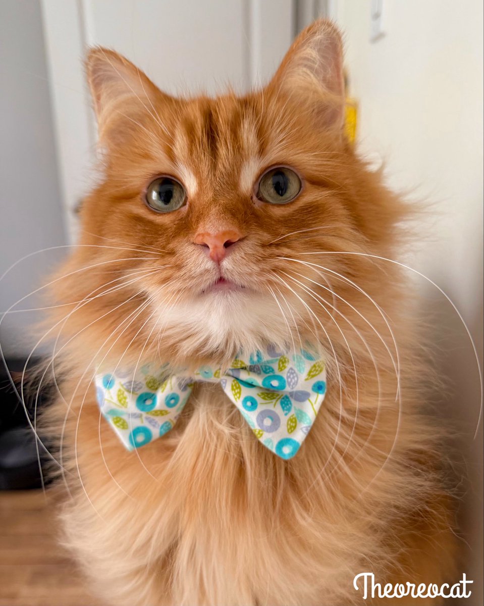 The Oreo Cat tweet media