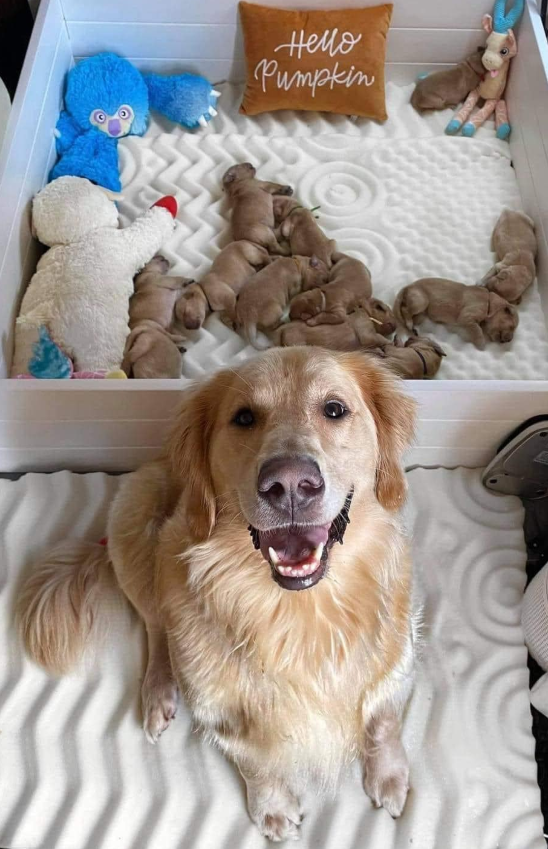 Best in Dogs tweet media