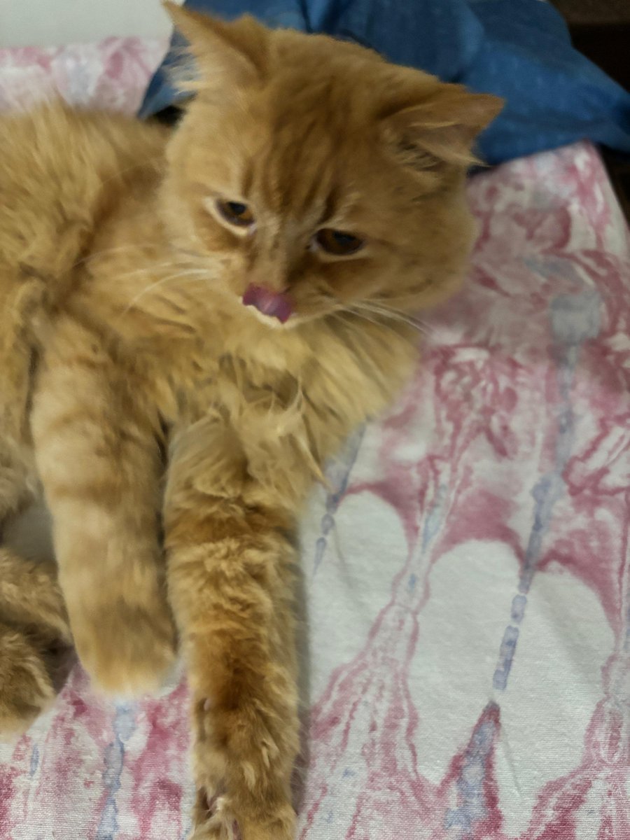 Mrityunjay tweet media