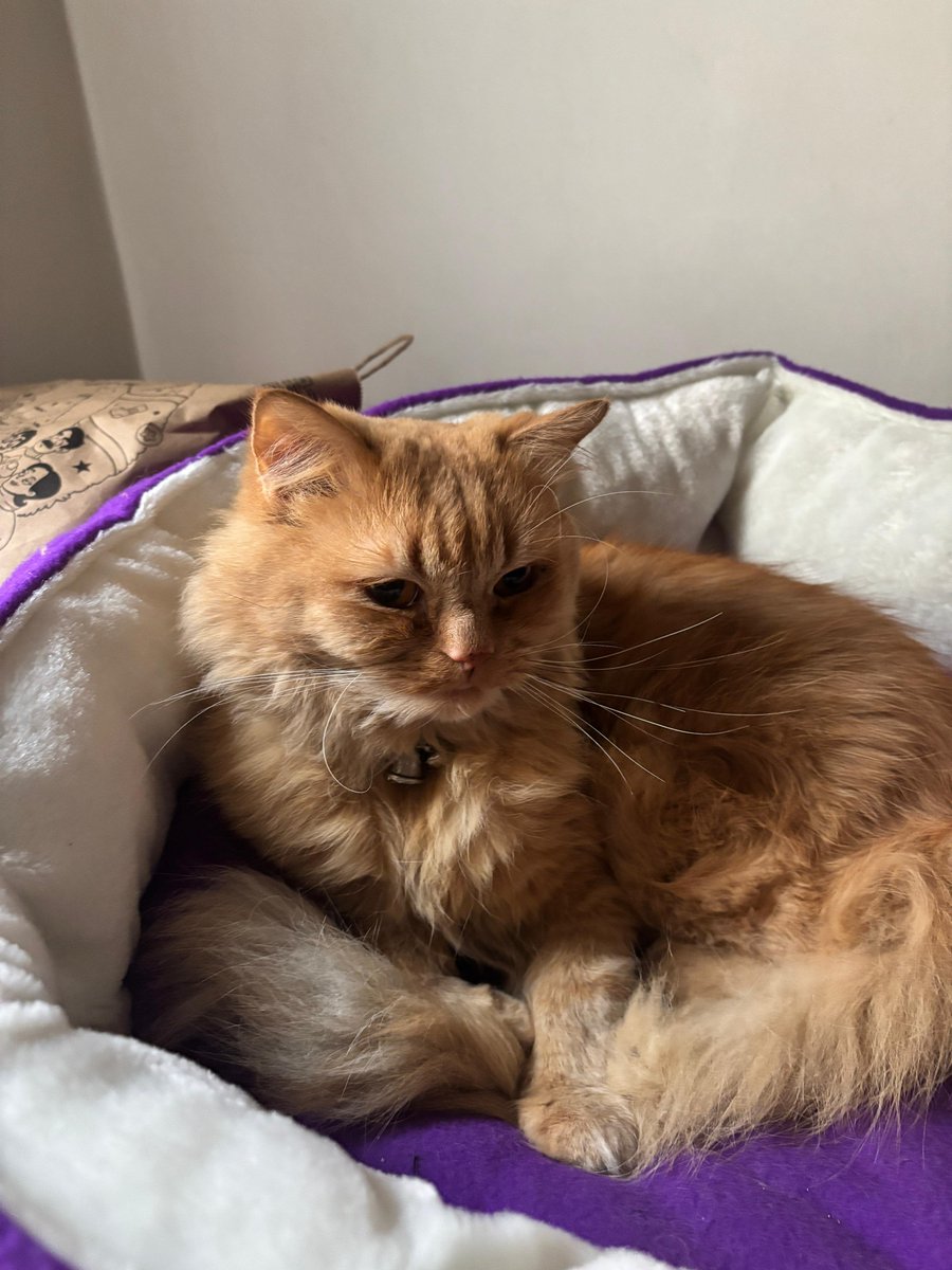 Mrityunjay tweet media