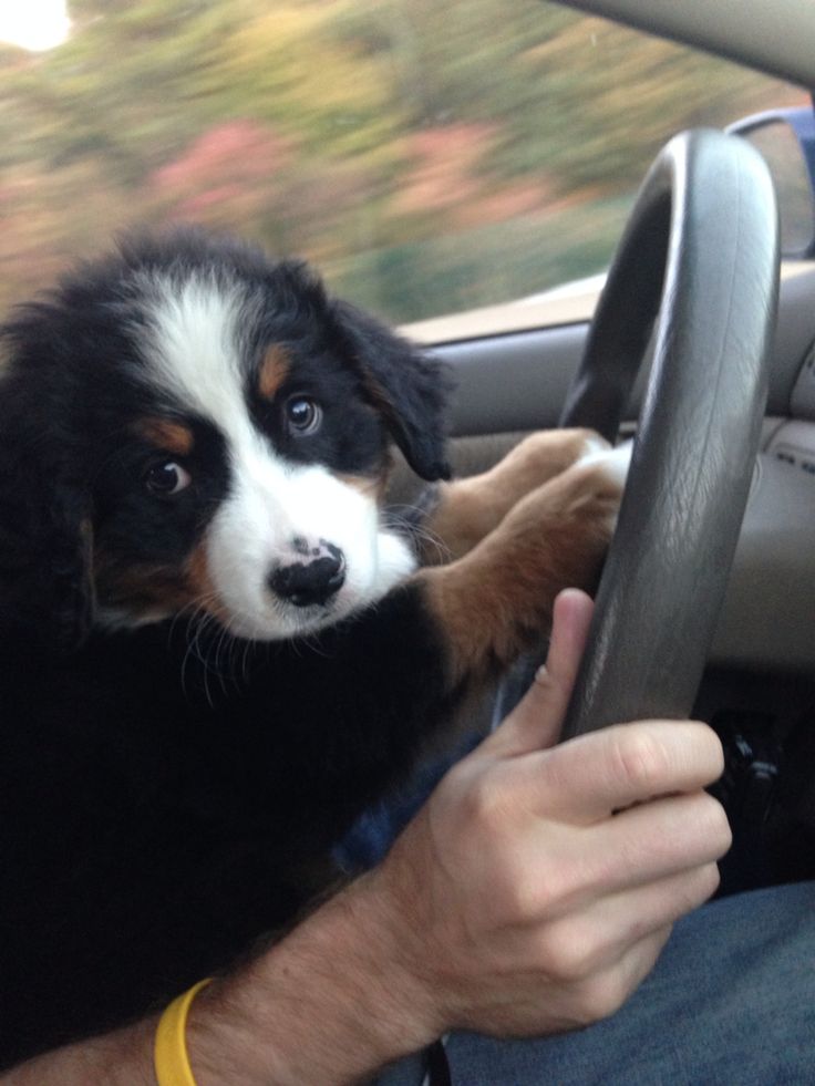 Tweet of Animals tweet media