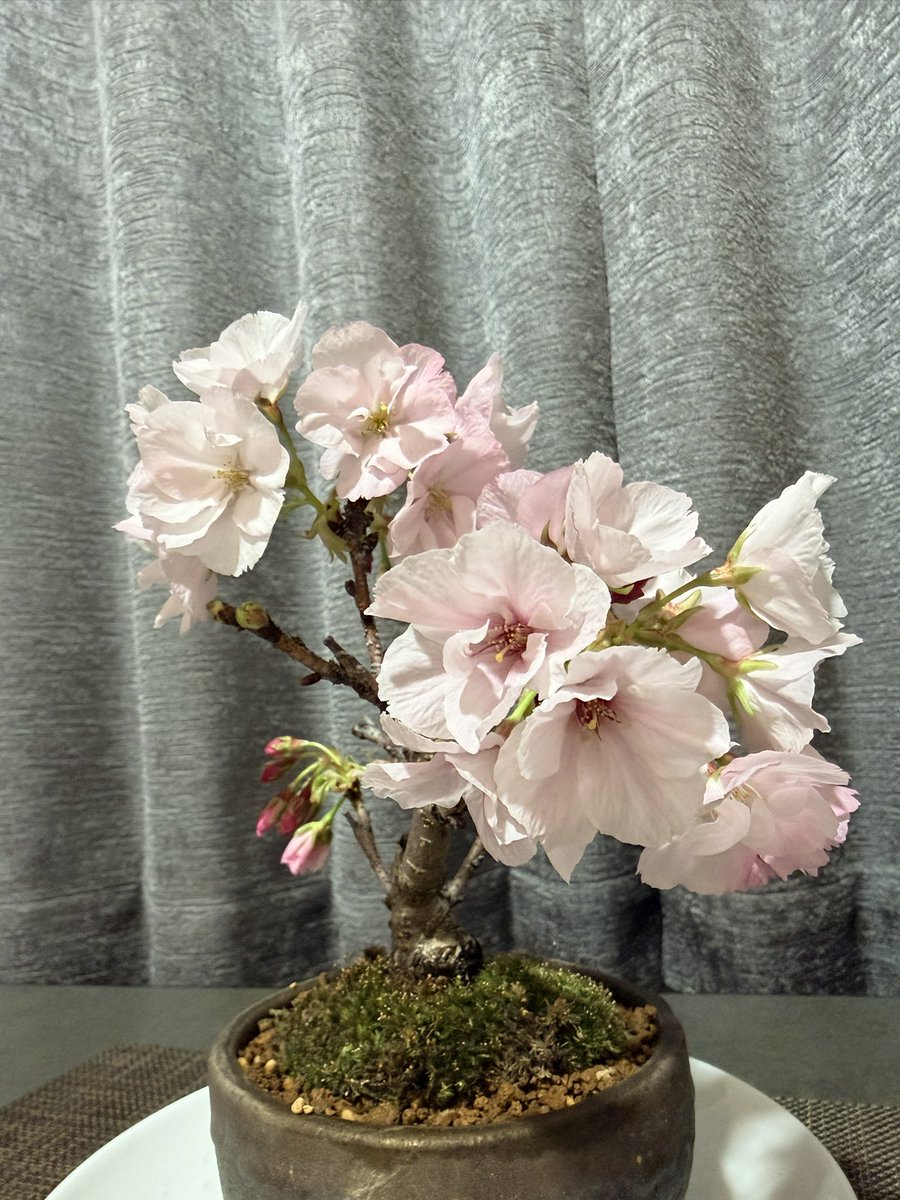 にゃん tweet media