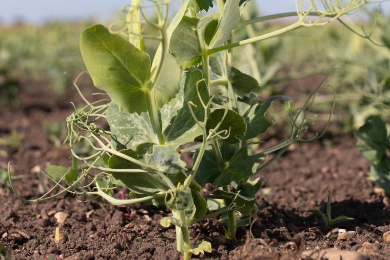 Fresh Produce Journal tweet media