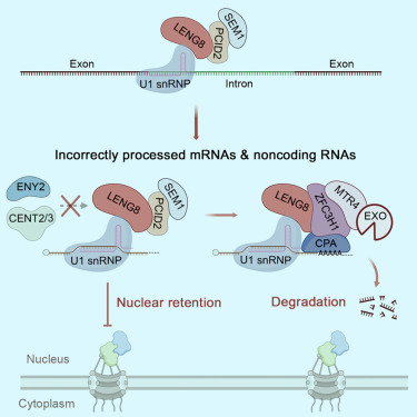 Molecular Cell tweet media
