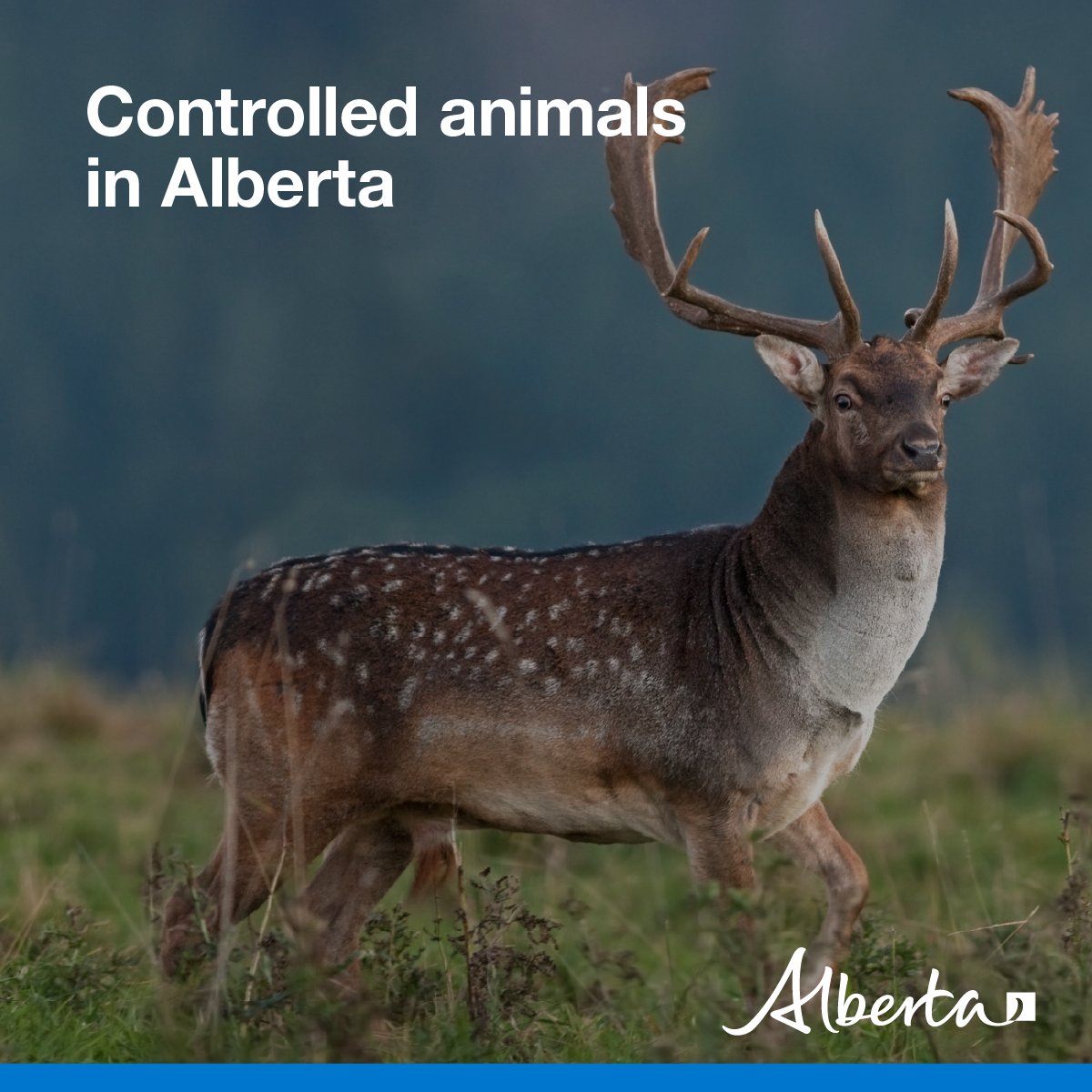 Alberta Fish and Wildlife Enforcement tweet media