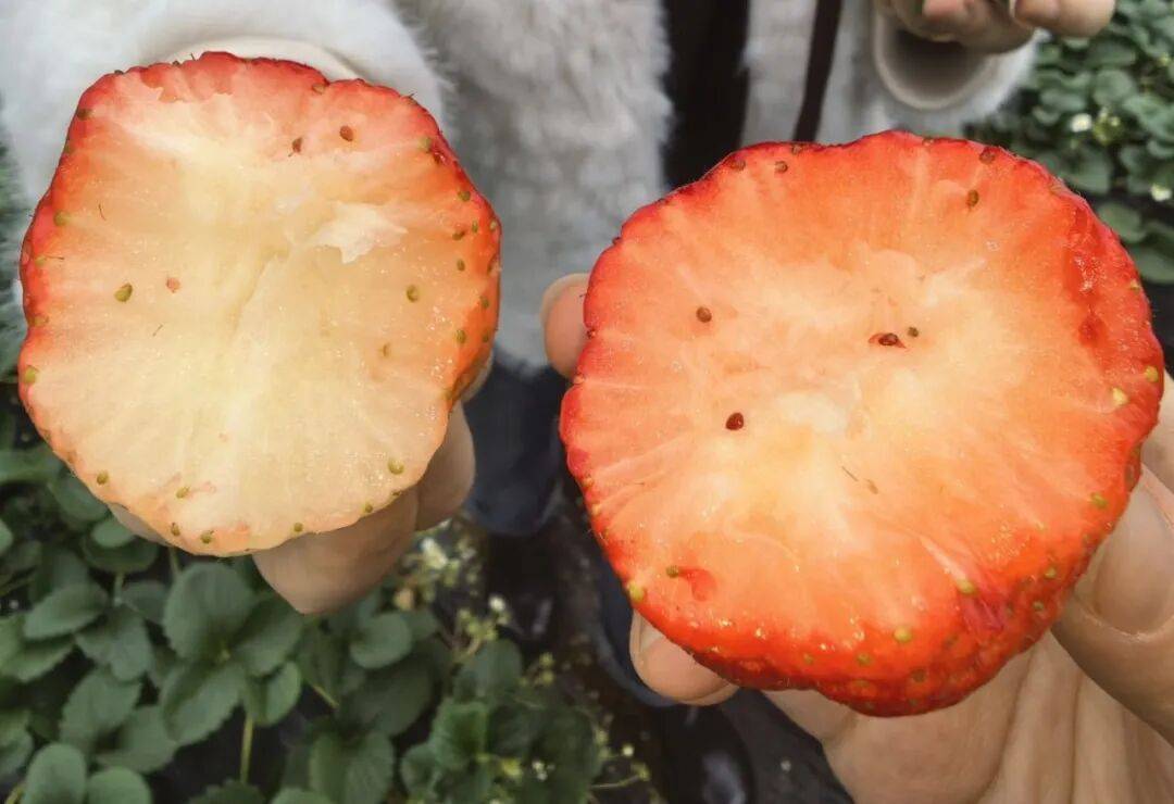 Lucascorleone tweet media