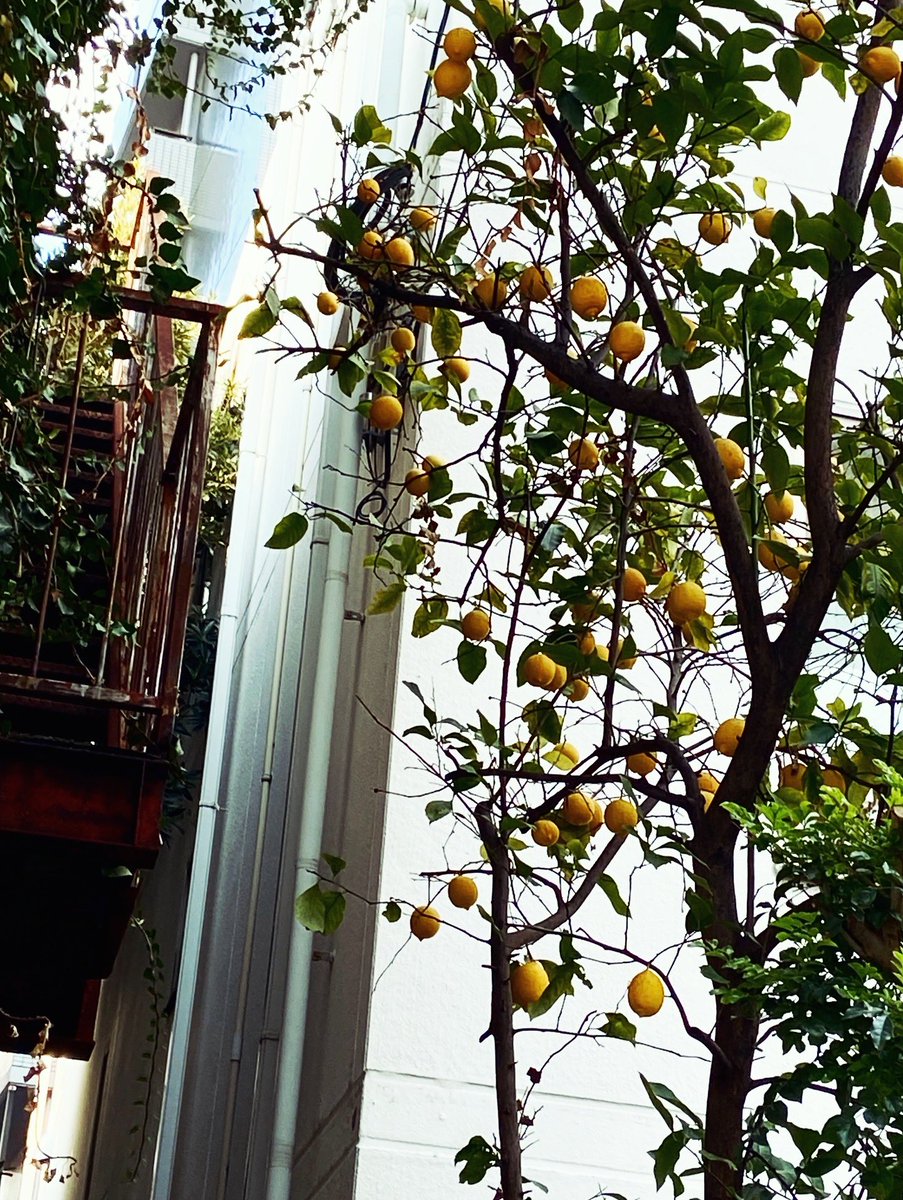 桜が咲いとった🌸
で‼️檸檬が成っとった‼️🍋