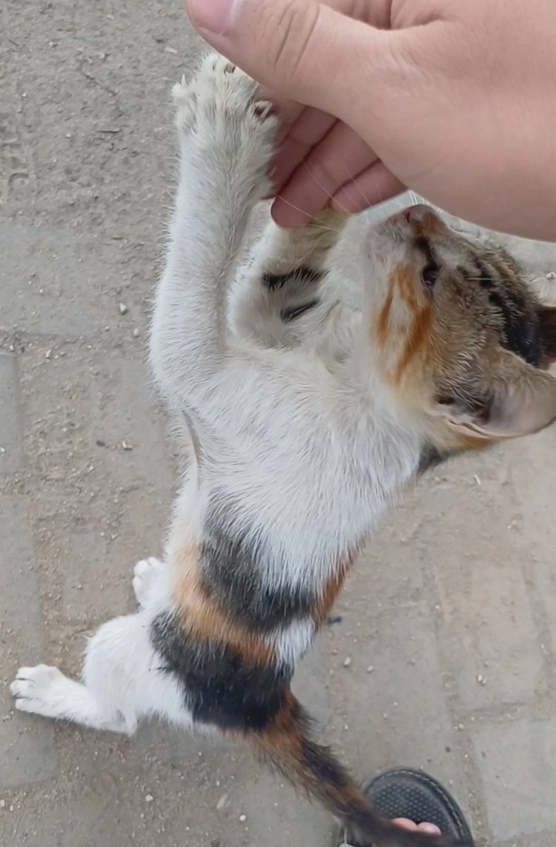 zedthethird🇪🇬☪ tweet media